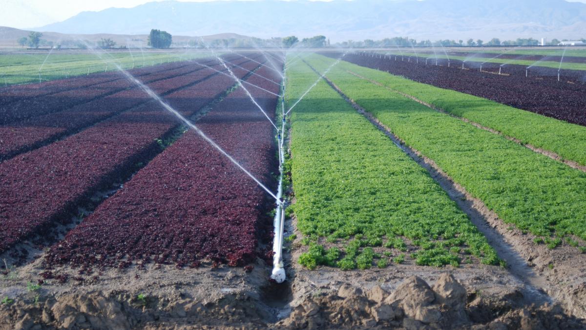 PVC pipe irrigation