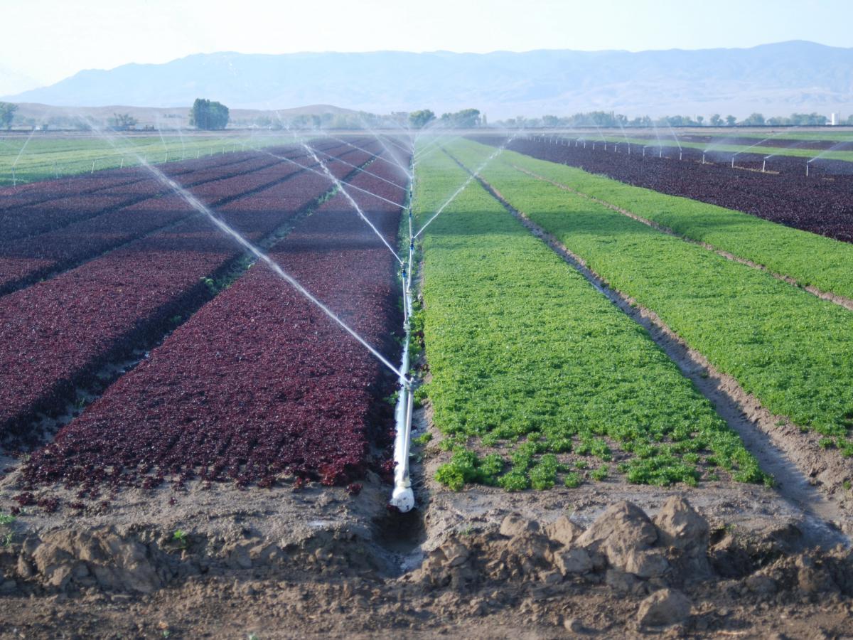 PVC pipe irrigation